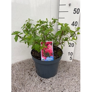 Hydrangea pan. Diamant Rouge 50-60 cm struik P26 C7,5