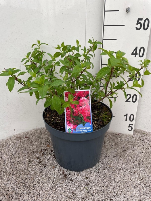 <h4>Hydrangea pan. Diamant Rouge 50-60 cm struik P26 C7,5</h4>