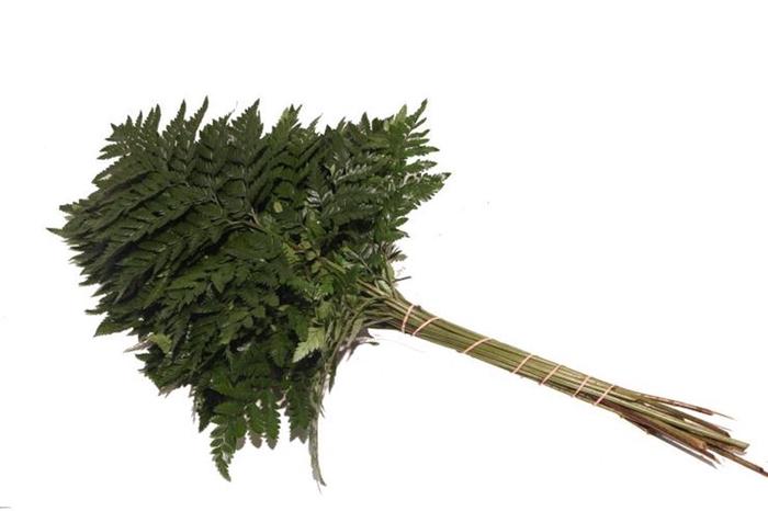 <h4>Lederv Large Vacuum X5</h4>