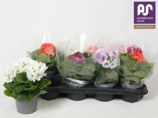 <h4>PRIM OB TM GEM</h4>