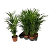 Dypsis Lutescens 20pp