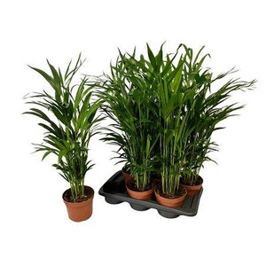 Dypsis Lutescens 20pp