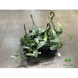 Epipremnum Cebu Blue Hang 15Ø 25cm