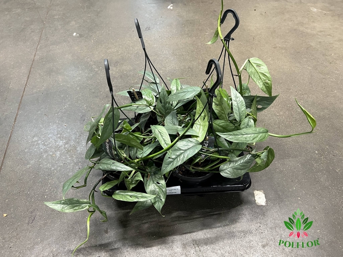 Epipremnum Cebu Blue Hang 15Ø 25cm