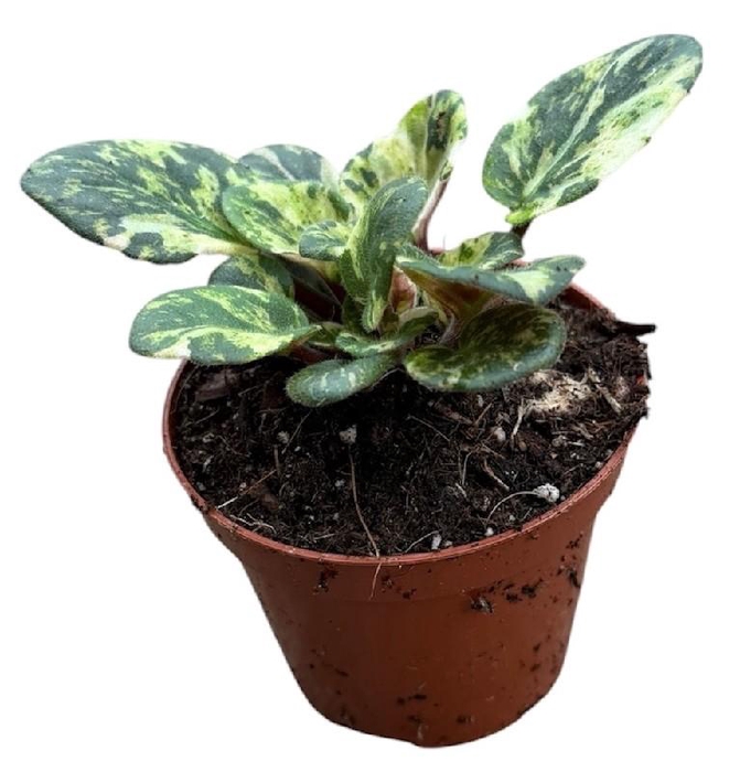 <h4>Saintpaulia Overig Marble</h4>