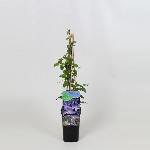 <h4>Clematis Blue Angel</h4>