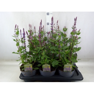 Salvia nemorosa