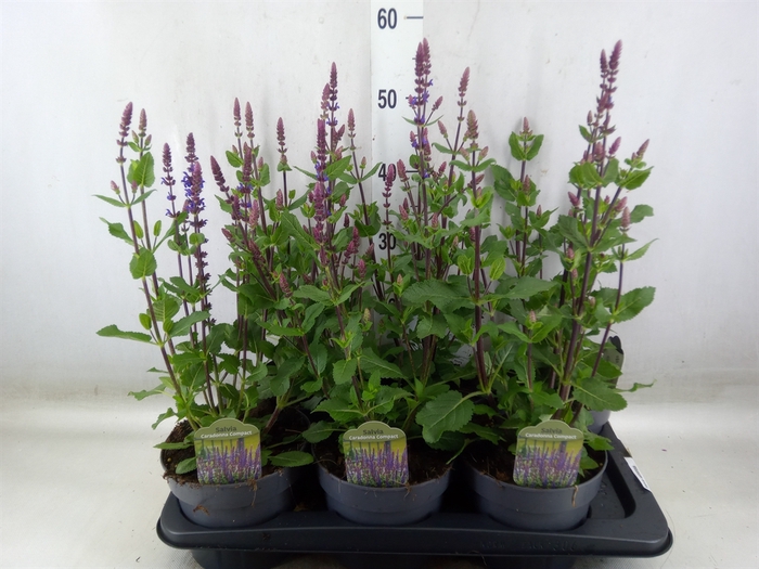 <h4>Salvia nemorosa</h4>