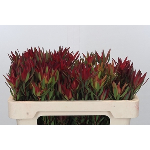 Leucadendron Blush Spray