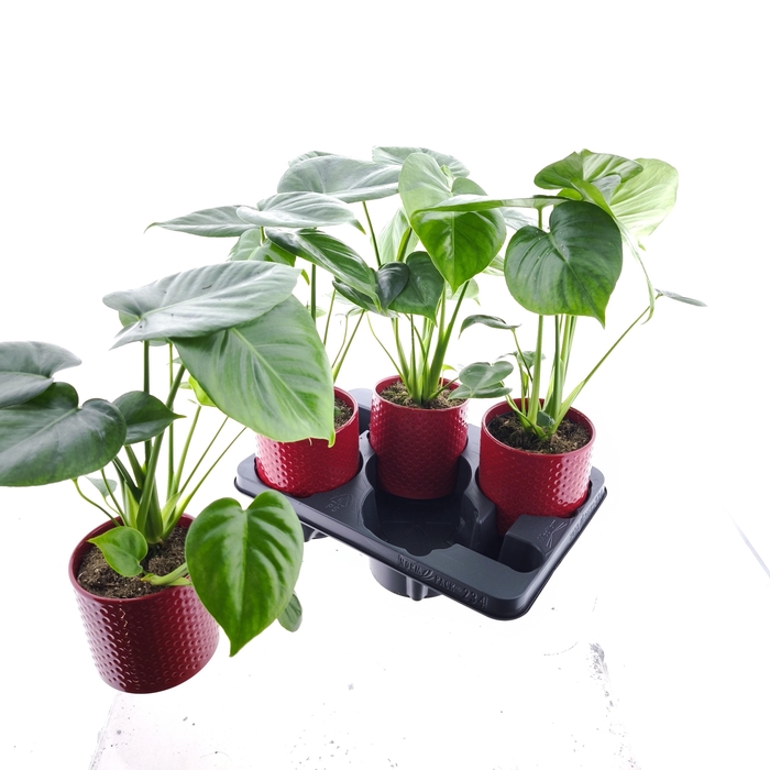 <h4>MONSTERA DELICIOSA</h4>