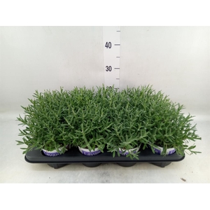 Lavandula angus. 'Hidcote'