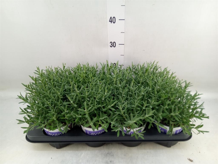 <h4>Lavandula angus. 'Hidcote'</h4>