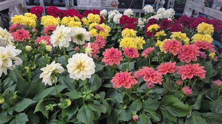 <h4>Dahlia Royal Gem</h4>