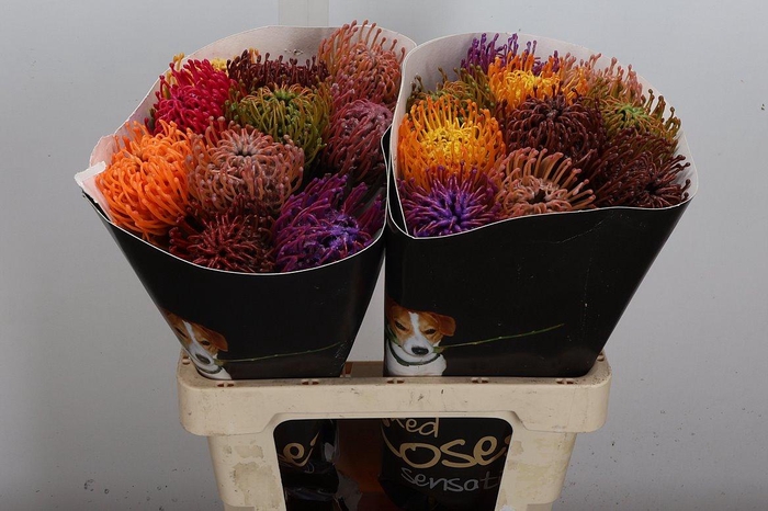 <h4>Protea Leuco Ov</h4>