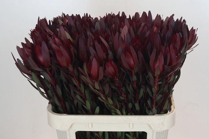 <h4>LEUCADENDRON  'SAFARI SUNSET'</h4>