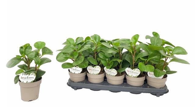 <h4>PEP OBT GREEN GOLD</h4>