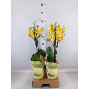 Phalaenopsis   ...orange