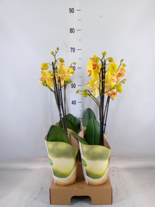 <h4>Phalaenopsis   ...orange</h4>