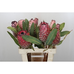 Protea Barbigera Air