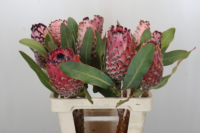 Protea Barbigera Air
