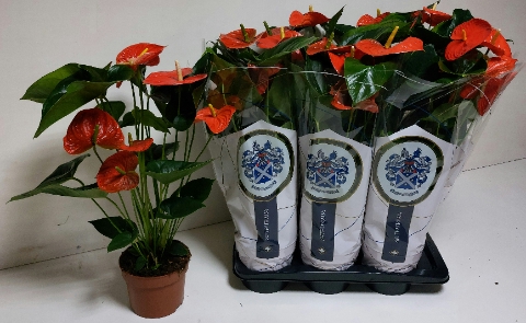 ANTHU A Delicia Delicia