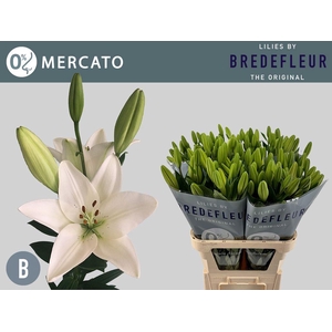 LI LA MERCATO 5+