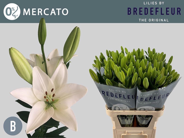 <h4>LI LA MERCATO 5+</h4>