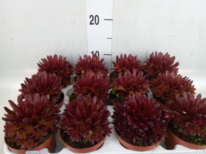 <h4>Sempervivum   ...</h4>