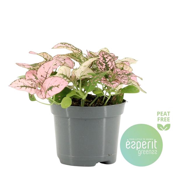<h4>Hypoestes Pink</h4>