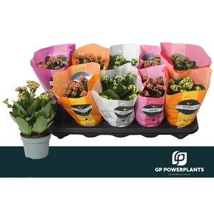 KAL GE PERF GEM 5 KL