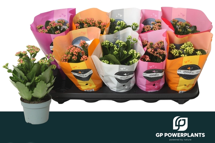 <h4>KAL GE PERF GEM 6 KL</h4>