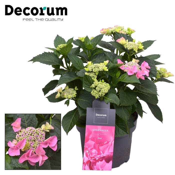 <h4>Hydrangea Teller Nizza Pink 7 - 12 kop (Decorum)</h4>