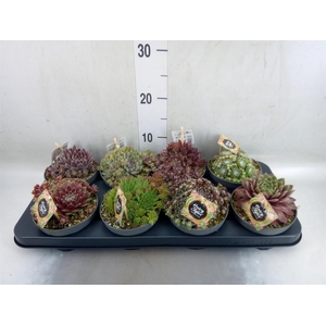 Sempervivum   ...