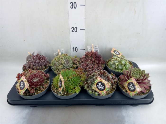 <h4>Sempervivum   ...</h4>
