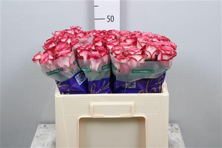 <h4>R Gr Paloma</h4>