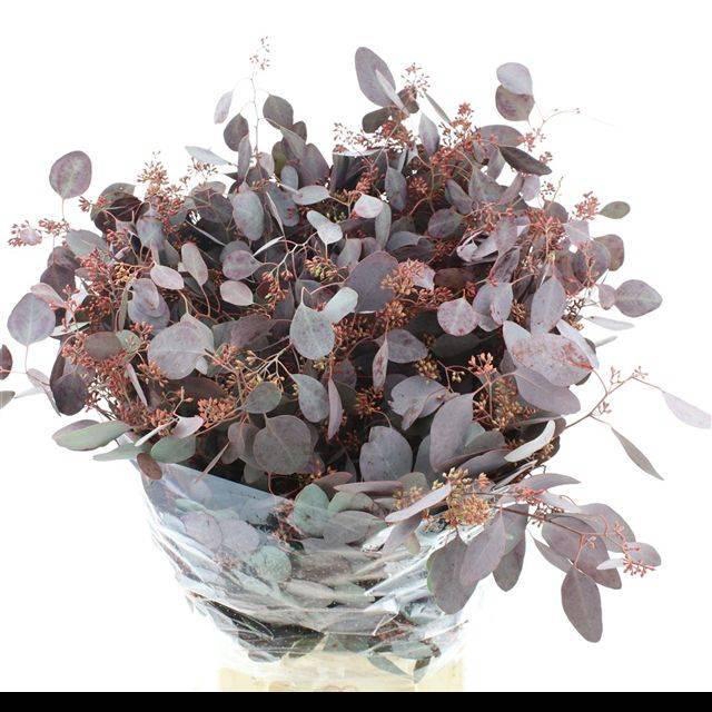 <h4>EUC PO FRU KLB BS H%</h4>