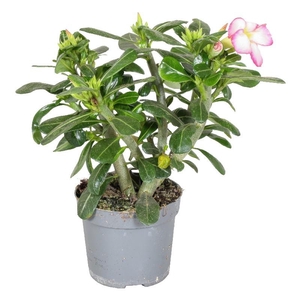 Adenium rose Pink Star
