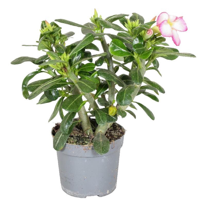 <h4>Adenium rose Pink Star</h4>