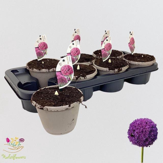 <h4>Alli Ostara</h4>