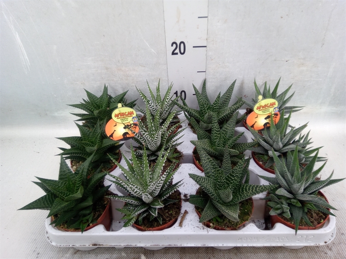 <h4>Haworthia   ...mix</h4>