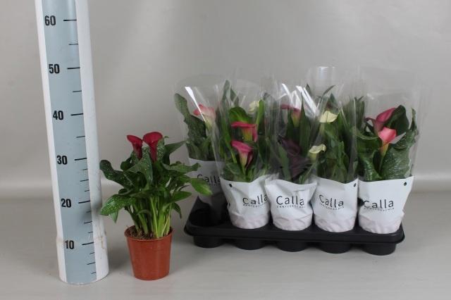 <h4>ZANT GEM 5 KL</h4>