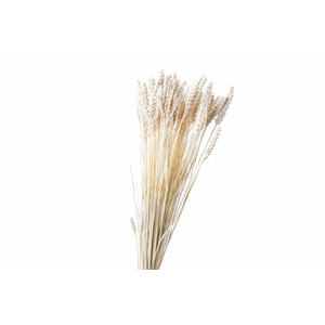 Dried Bleached Triticale Wheat