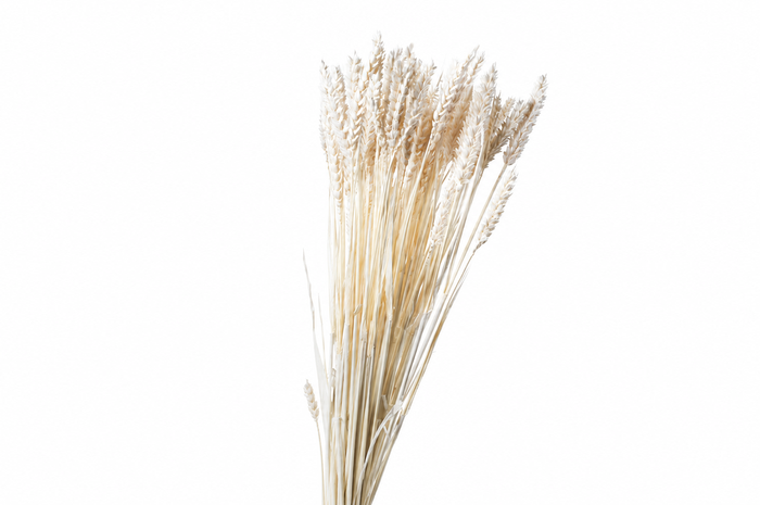 <h4>Dried Bleached Triticale Wheat</h4>