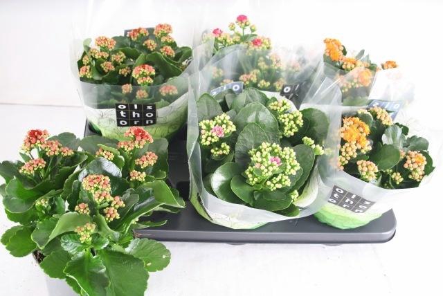 <h4>KAL GE GEM 4 KL</h4>