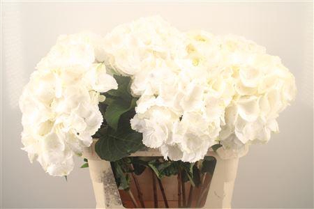 <h4>Hydr M Royal Princes</h4>