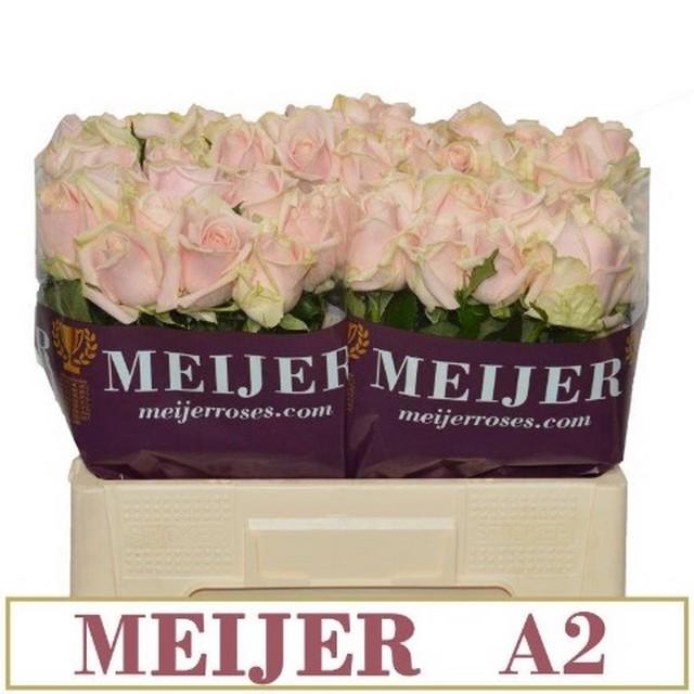 <h4>Rosa large pipe sweet avalanche</h4>