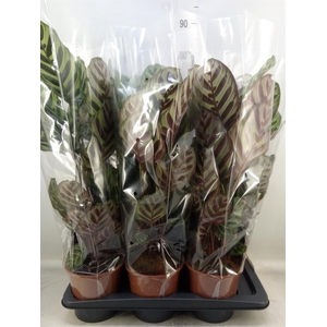 Calathea makoyana