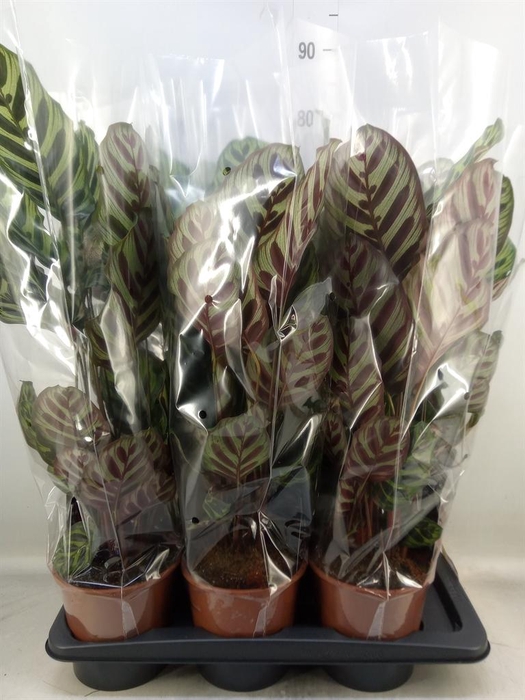 <h4>Calathea makoyana</h4>