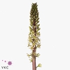 Eucomis Sp Burgundy