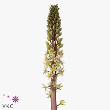 EUCOMIS SP BURGUNDY
